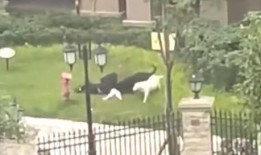 崇州邻居爆料事件最新,邻里纠纷升级，真相究竟如何？