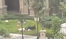 崇州邻居爆料事件最新,邻里纠纷升级，真相究竟如何？