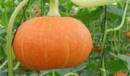 汾阳吃瓜最新事件爆料是真的吗,真相揭秘还是网络谣言？